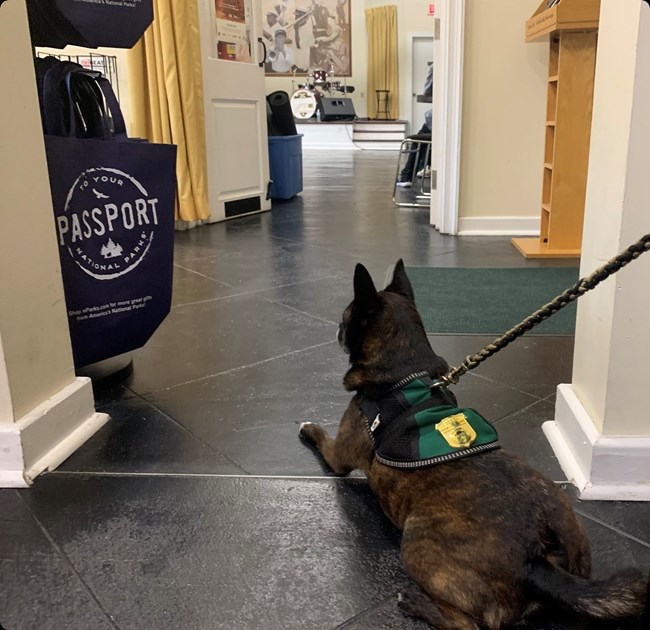 Service animal in New Orleans Jazz National Historical Park