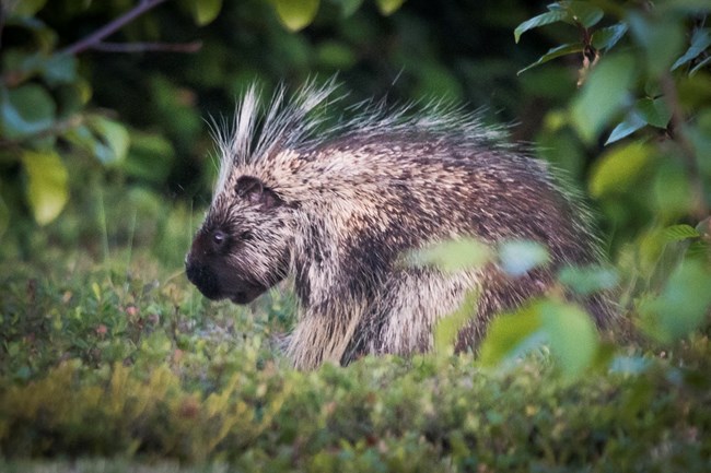 A porcupine stands in a grassy spot with bushes on either side.