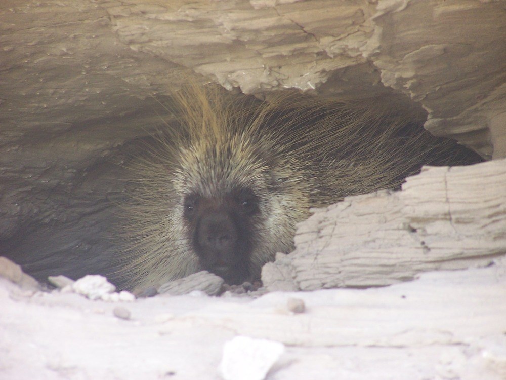 This porcupine is nestled in his den under a rock ledge.