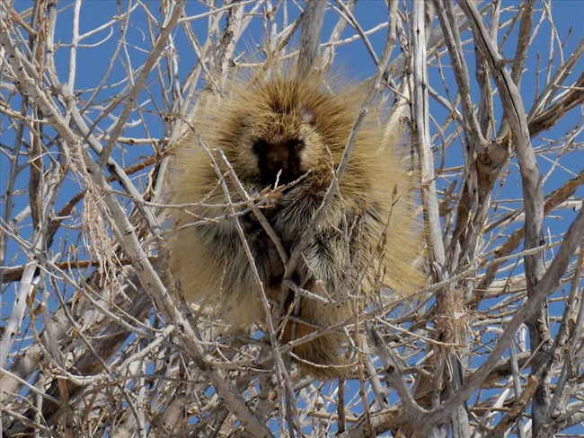 A porcupine sits high up in a tree and eats twigs. safe from ground predators