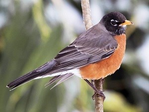 Grey bird with orange belly on branch