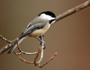 Bird with black head on tree branch