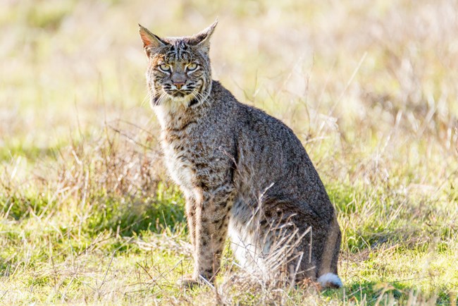 A bobcat sits in a grassy field and looks right into the camera.