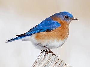 Bird with blue back and rust colored belly