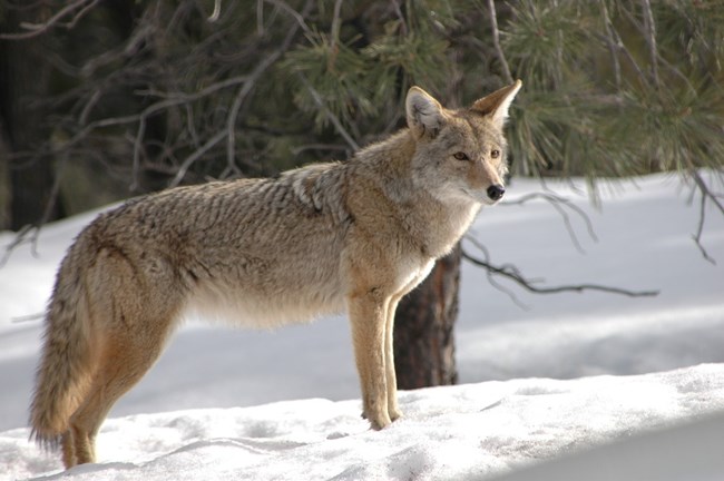 A coyote stand alone in a snowy field