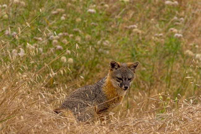A Gray fox pokes its head above tall grass to investigate