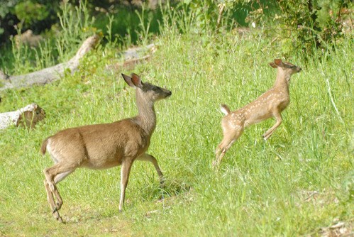 Mule Deer doe and fawn in grassy meadow