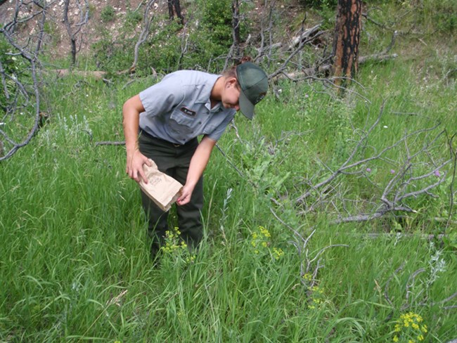 A park employee releases flea beetles on leafy spurge plants in July, 2009.  Flea beetles have been released at 27 leafy spurge sites since 1994.