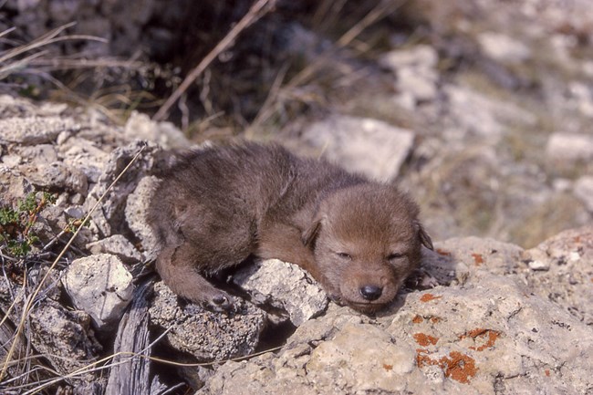 A coyote puppy lays among a rocky hillside