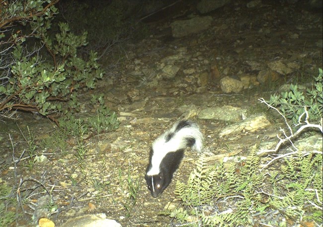 A striped skunk maneuvers its way down a rocky slope at night with bushes on its right and left