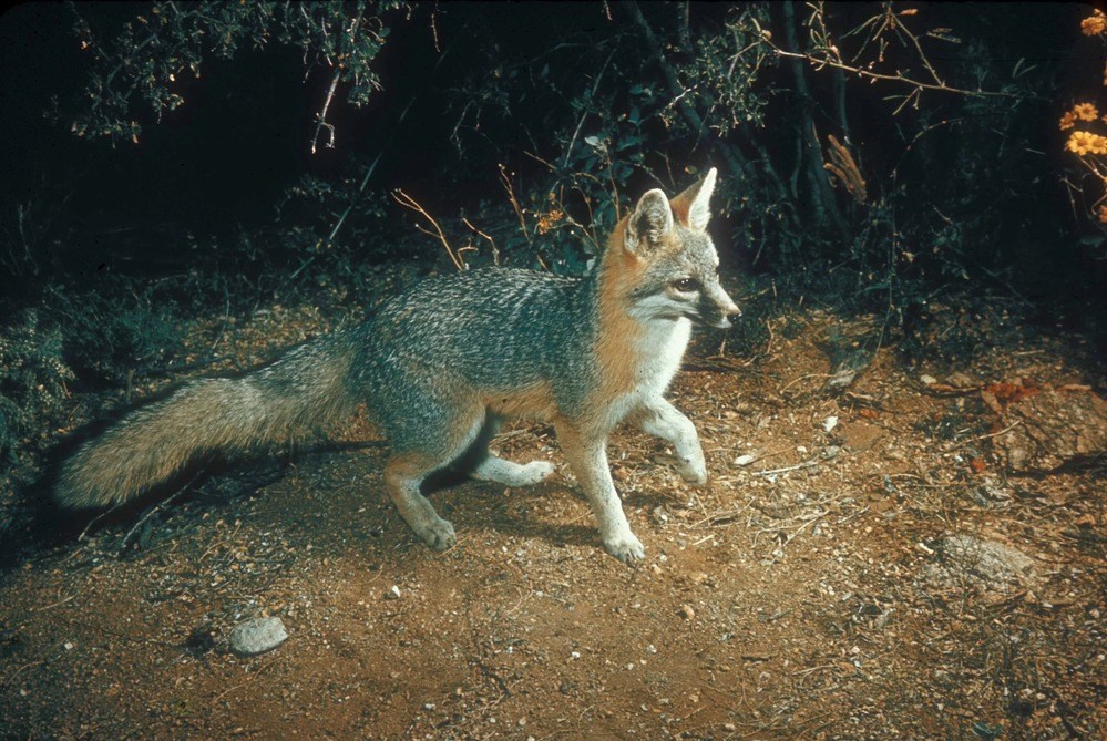 a solitary gray fox is caught by a camera trap.