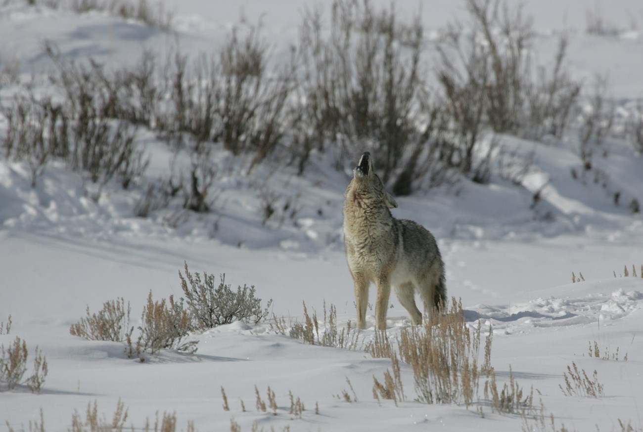 A lone coyote howls in an snow pilled meadow with small grass stalks popping out of the snow.