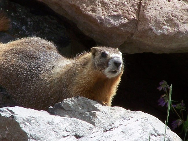 A yellow bellied marmot sits outside of a den entrance in a rock pile.