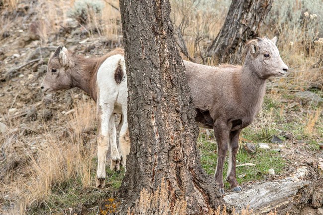 Two bighorn sheep lambs stand below a tree on a rocky surface