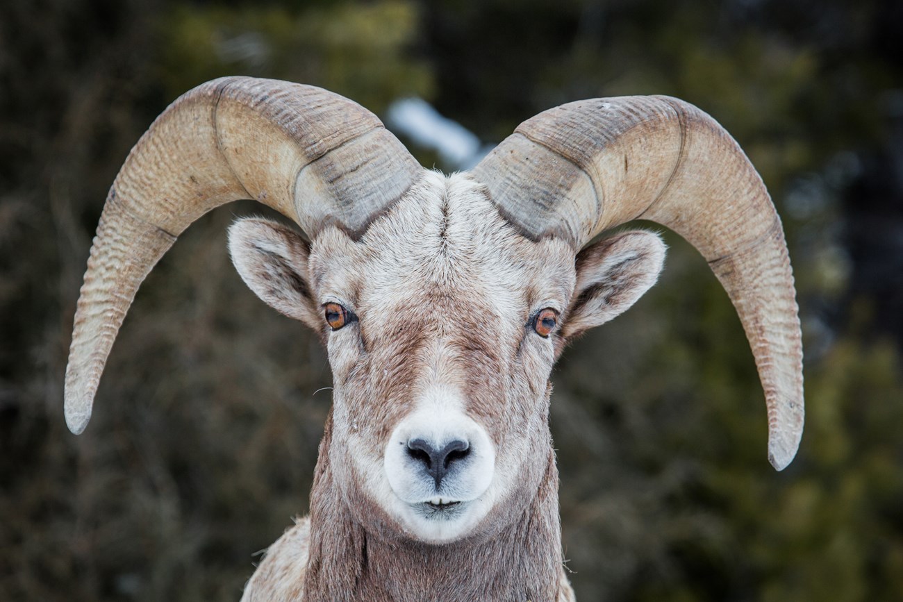 Bighorn Sheep ram looks at camera