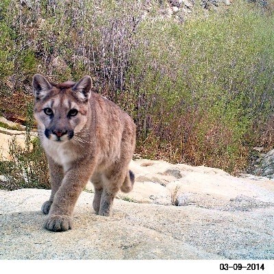 A young mountain lion approaches a camera trap