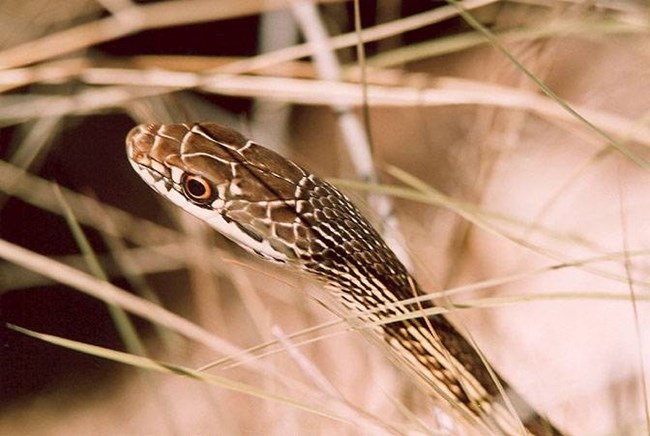 A close up picture of a garter snake