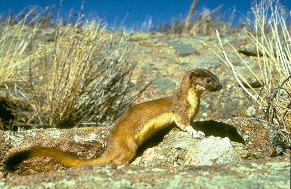 A long tailed weasel sits on a rock displaying its full body in profile