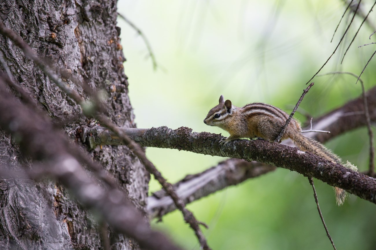 A chipmunk stops on the limb of a pine tree
