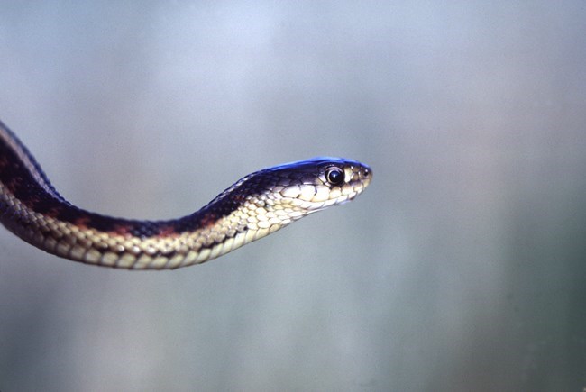 A close up photo of a plains garter snake