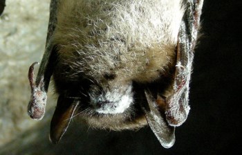 A bat with white fungus on its nose hanging upside down.