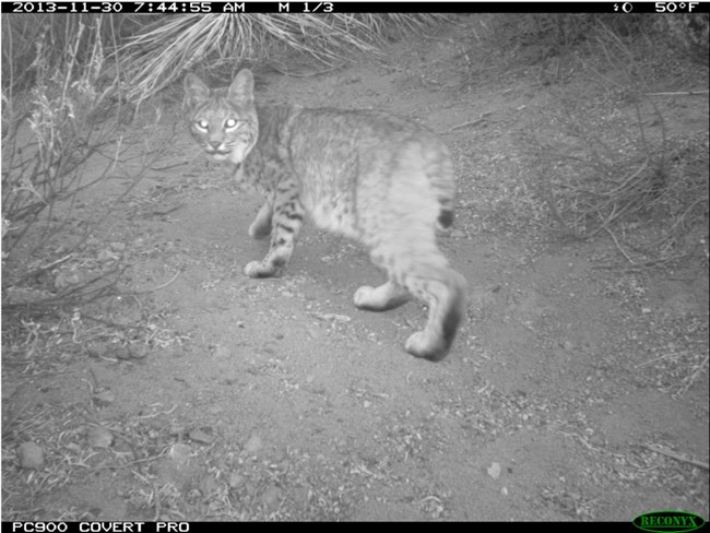 A bobcat walks in front of a remote camera at night and looks toward the camera.
Bobcats are more active in hunting at night.