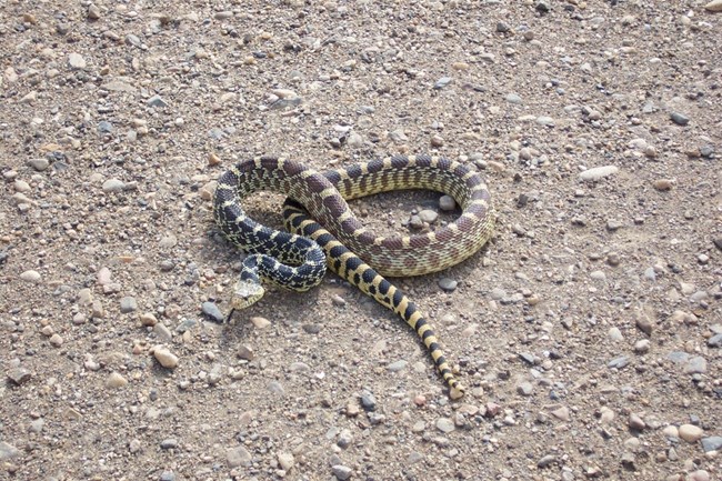 A bull snake lays stretched out on a dirt road