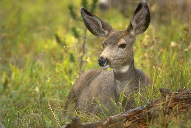 A female mule deer resting in the grass.