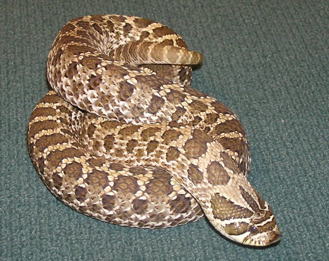 A hognose snake laying on a display platform