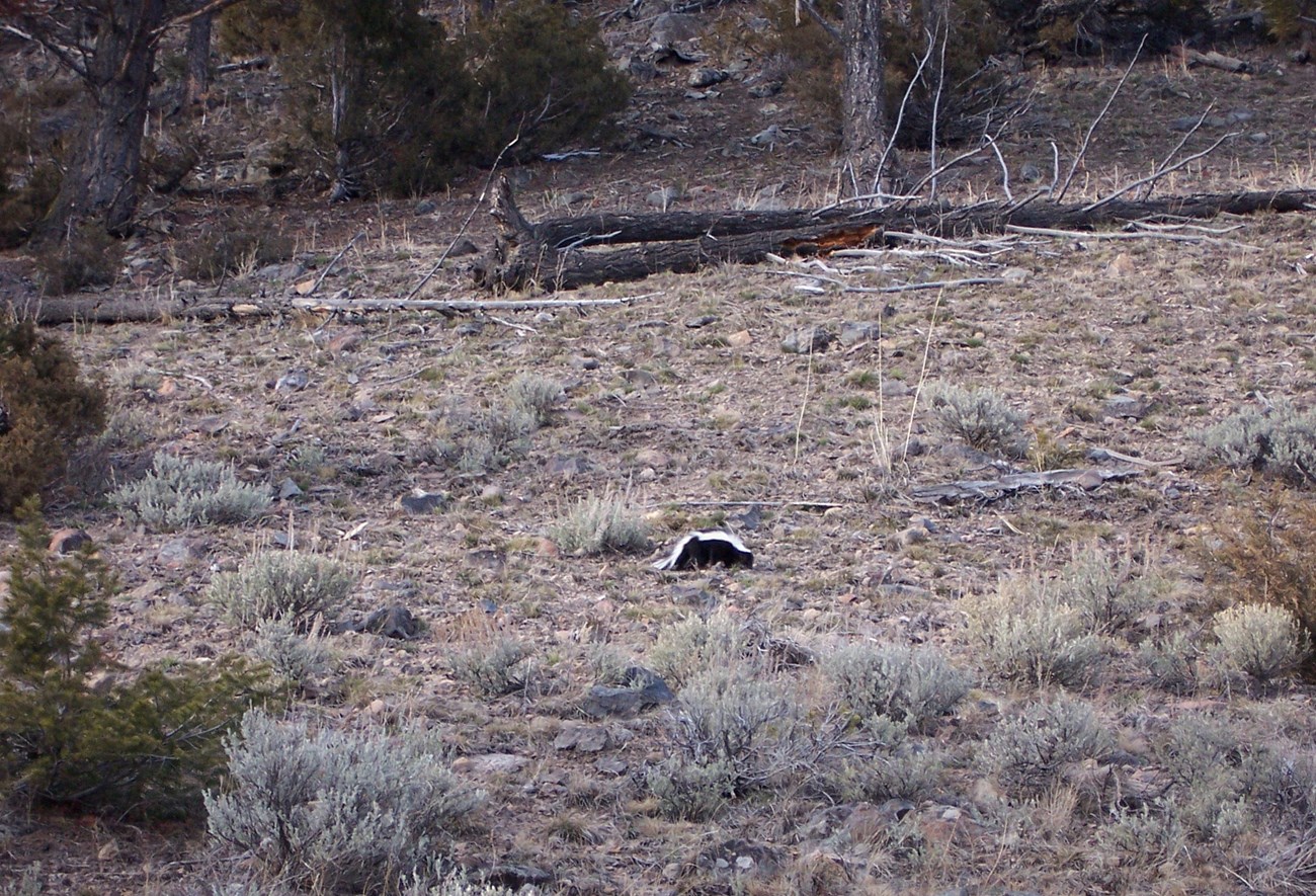 A Striped Skunk walks over rocky terrain alone. it is surrounded by bushes and downed trees.