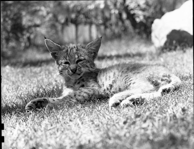 A bobcat kitten lazily lounges in grass