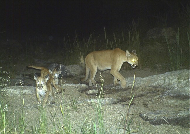 A female lion and her cubs walk in front of a remote camera