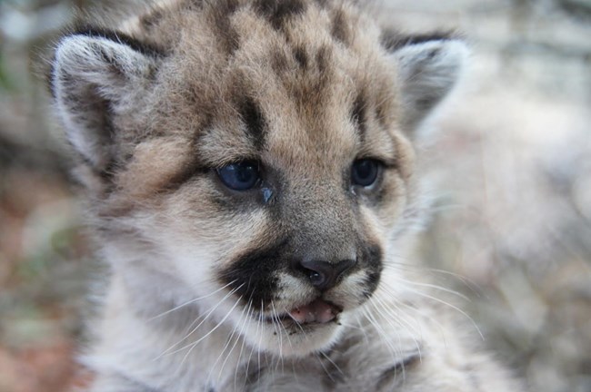 A close up photo of a mountain lion kitten