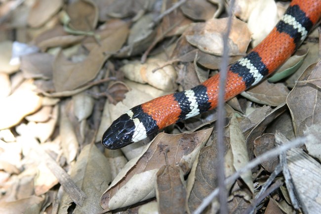 a vibrant milk snake slithers through underbrush