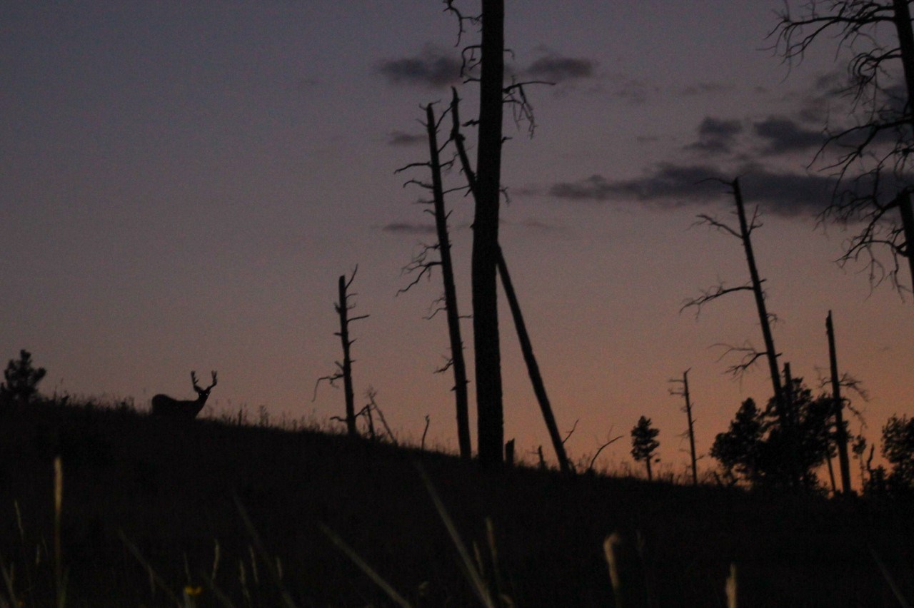 A mule deer buck feeds at the top of a hill with the setting sun behind him. dead trees are seen from a wildfire.