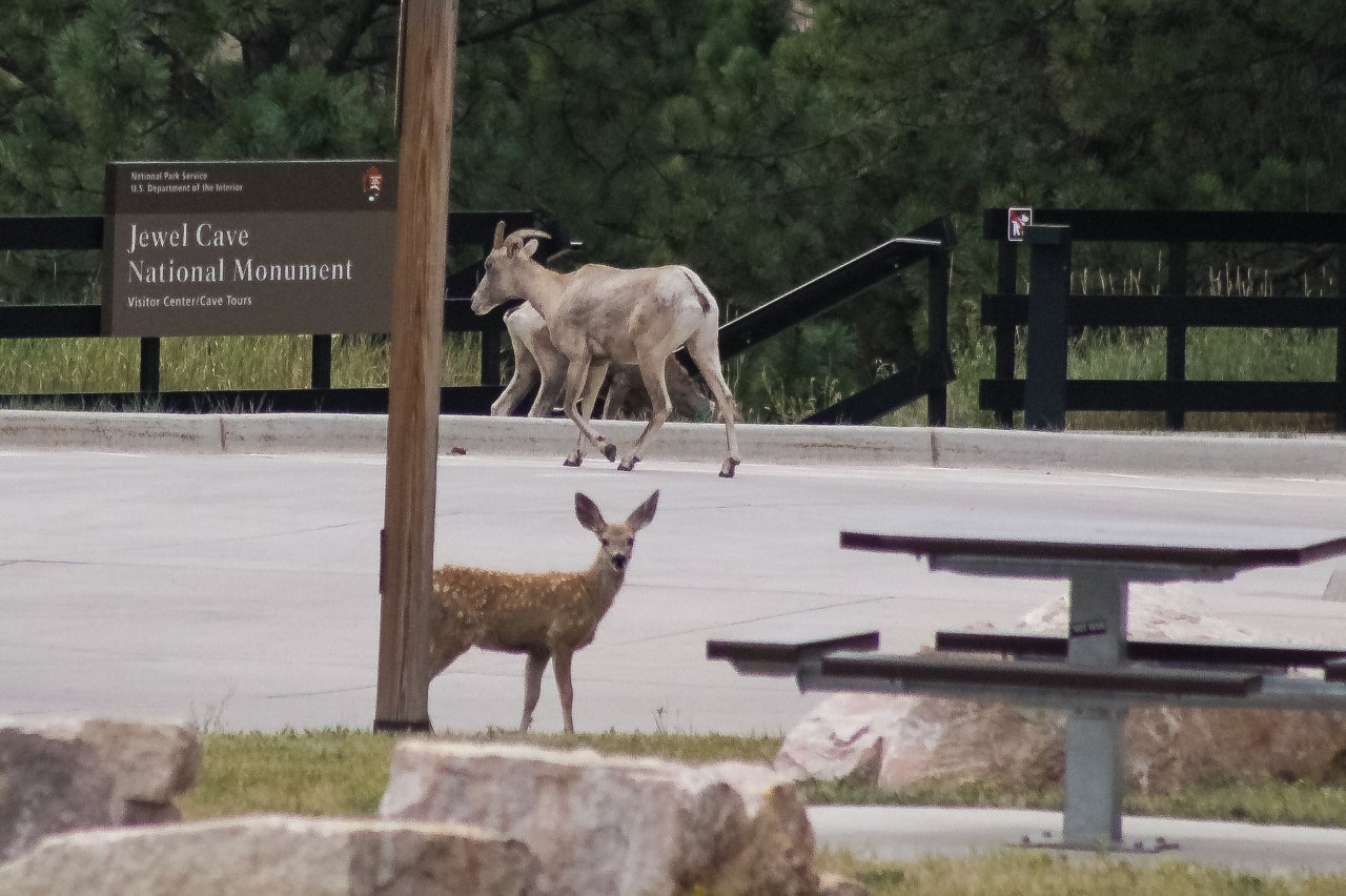 Two Bighorn sheep in the backround by the Jewel Cave NAtional Monument sign with a mule deer fawn in the foregound
