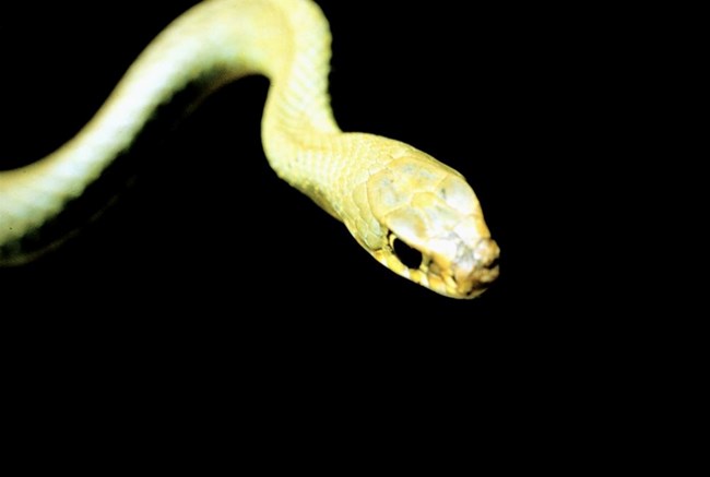 A close up photo of a n eastern yellow bellied racer