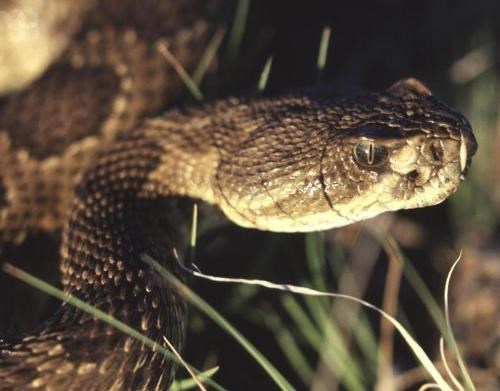 A close up of a prairie rattlesnake in a green grass field