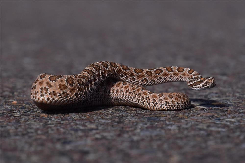 A prairie rattle snake lays coiled up in a defensive posture on pavement