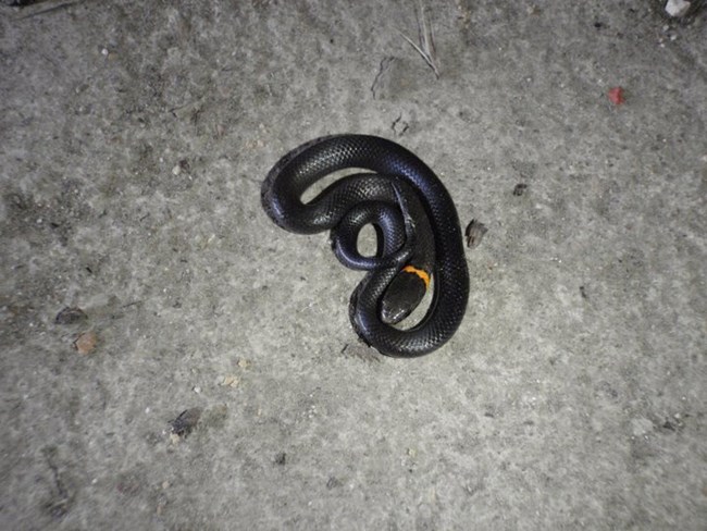 Ring-necked snake coiled up on concrete