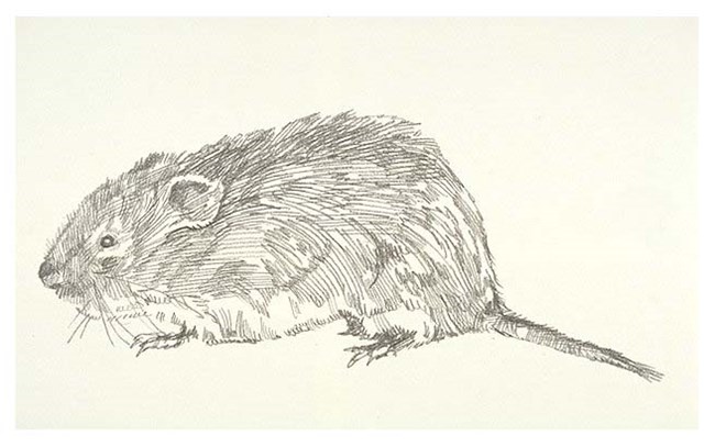 A sketch of a red backed vole