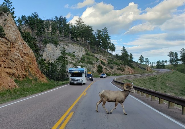 A large bighorn sheep ram crosses a highway, with vehicles safely stopped in their lanes.