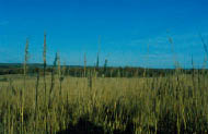 prairie grass