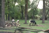 cow