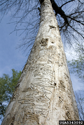 EAB Tracks on ash tree