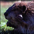 beaver