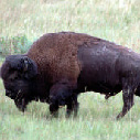 buffalo