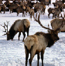 Elk