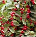redberries