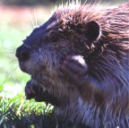 Beaver